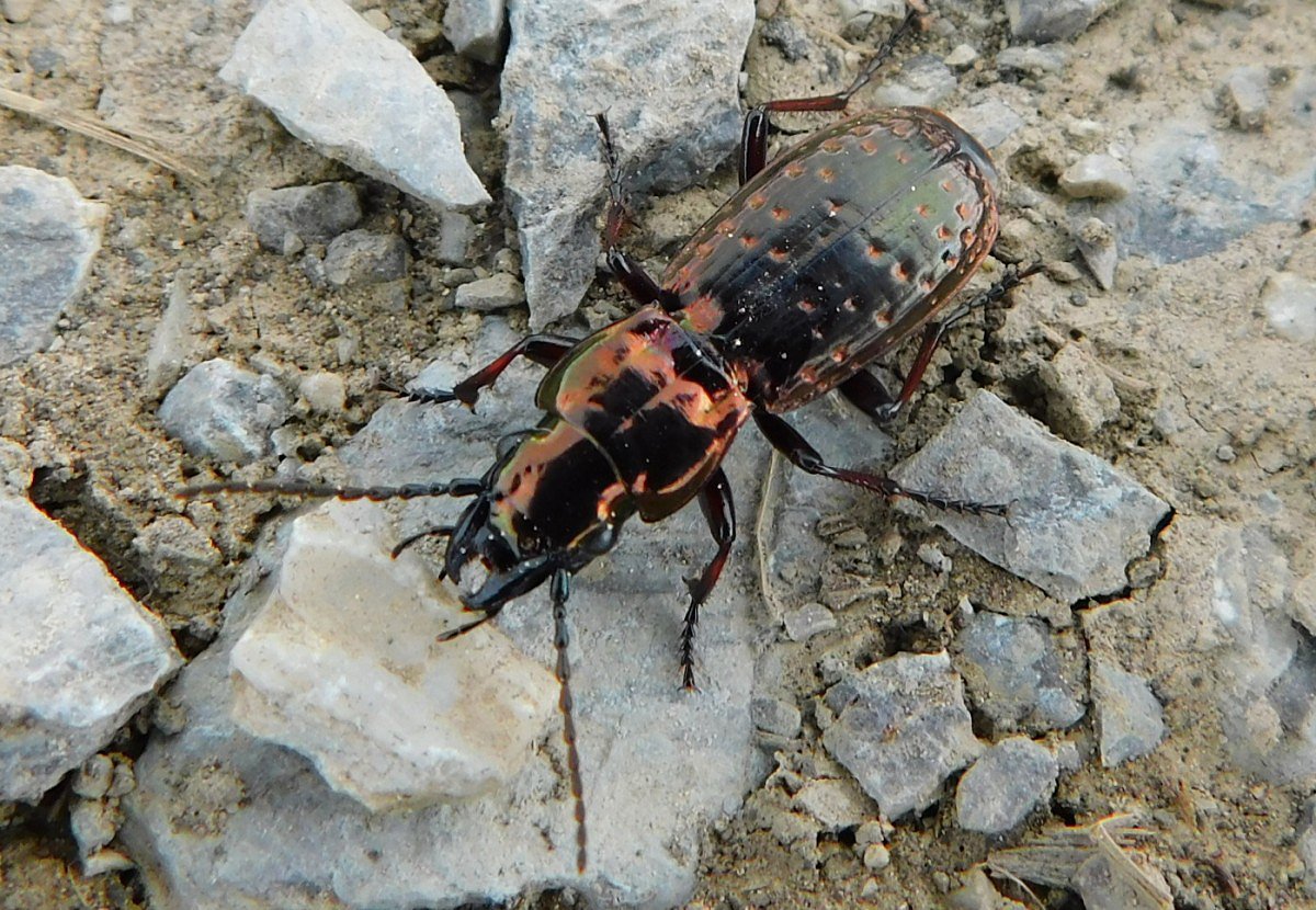 Pterostichus pilosus