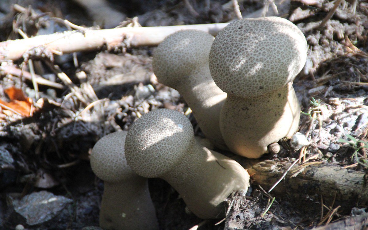 Pchavka palicovit (Lycoperdon excipuliforme)