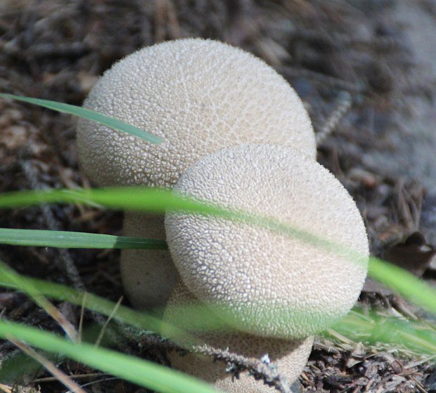 Pchavka palicovit (Lycoperdon excipuliforme)