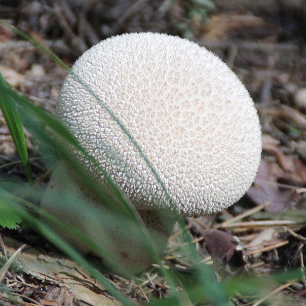 Pchavka palicovit (Lycoperdon excipuliforme)