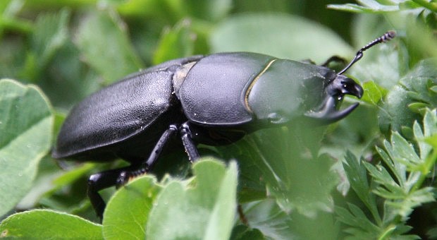 Rohek kozlk (Dorcus parallelopipedus)