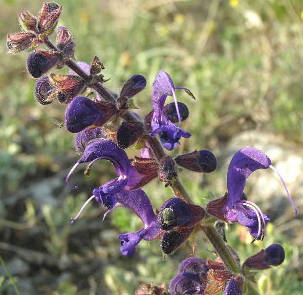 alvj lun (Salvia pratensis)