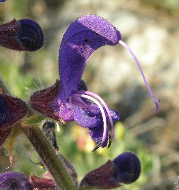 alvj lun (Salvia pratensis)