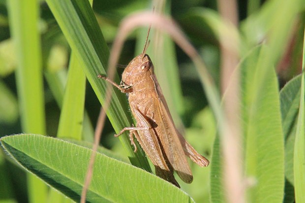 Sarane lesn (Chorthippus vagans)