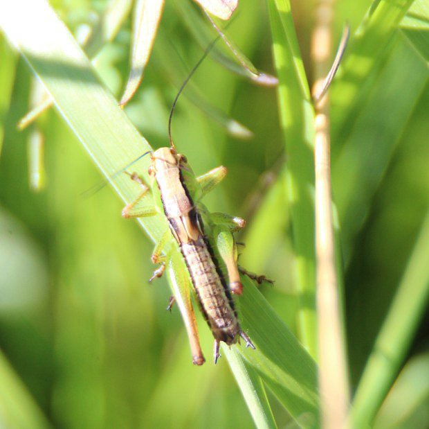 Sarane obecn (Chorthippus parallelus)