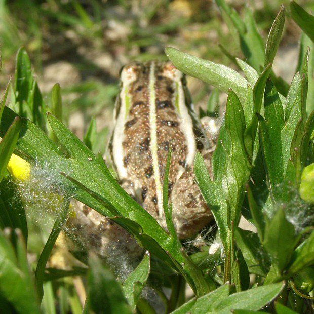 Skokan skehotav