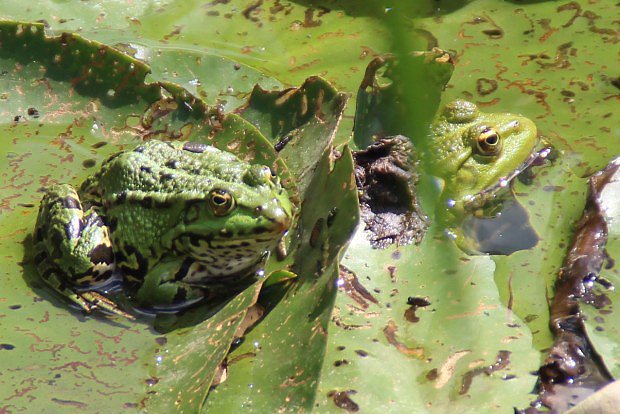 Skokan zelen (Pelophylax esculentus)