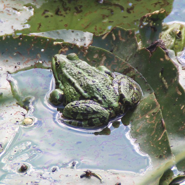 Skokan zelen (Pelophylax esculentus)