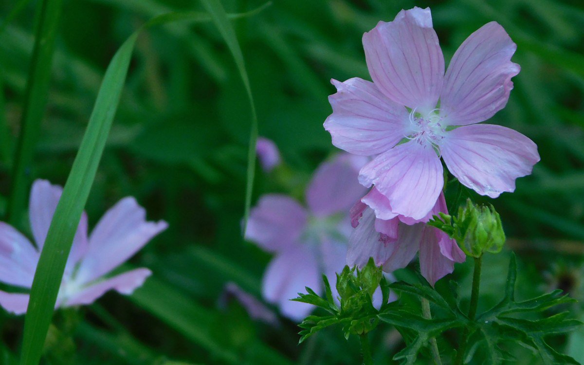 Slz pimov (Malva moschata)