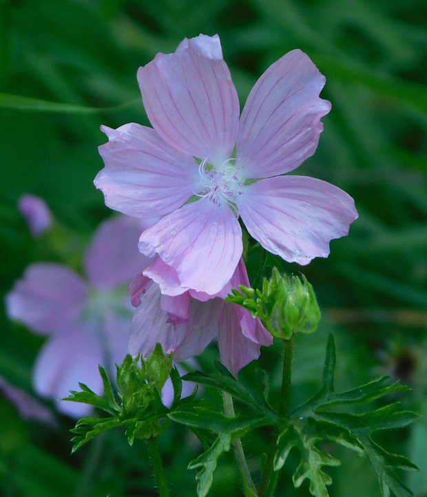 Slz pimov (Malva moschata)