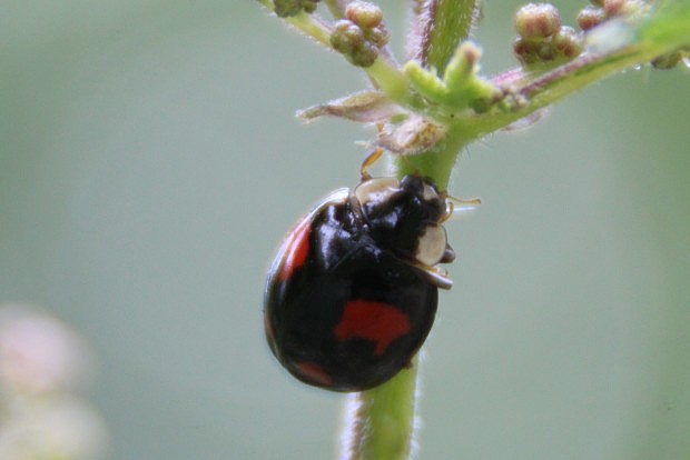 Slunko dvojten (Adalia bipunctata)