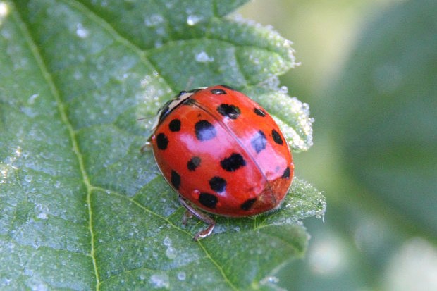 Slunko vchodn (Harmonia axyridis)