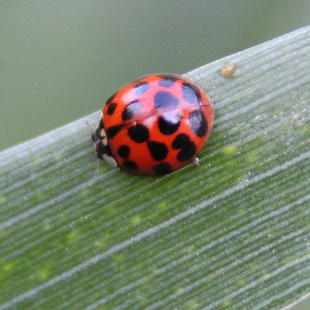 Slunko vchodn (Harmonia axyridis)