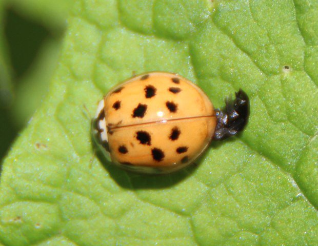 Slunko vchodn (Harmonia axyridis)