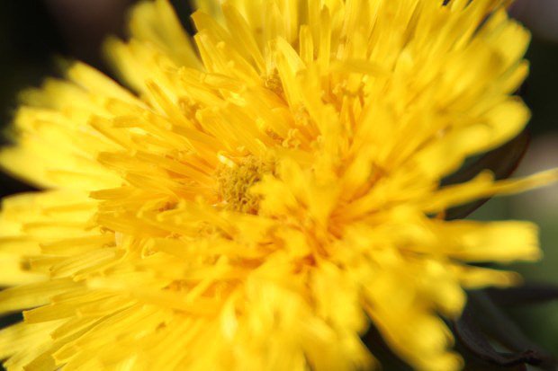 Smetanka lkask (Taraxacum officinale)