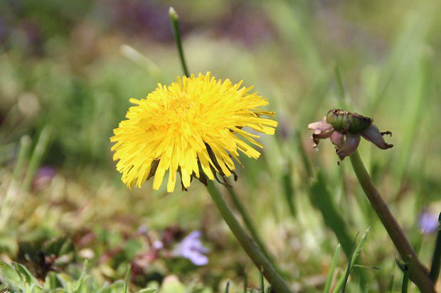 Smetanka lkask (Taraxacum officinale)