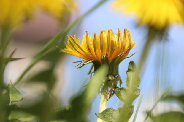 Smetanka lkask (Taraxacum officinale)