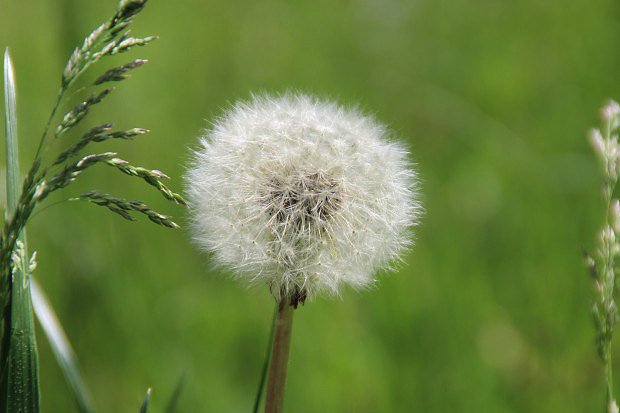 Smetanka lkask (Taraxacum officinale)