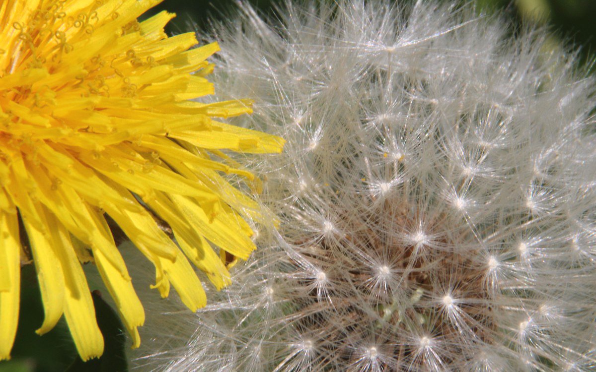 Smetanka lkask (Taraxacum officinale)