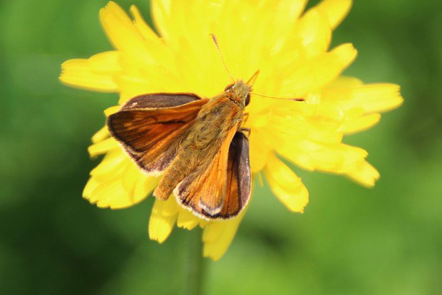 Soumrank rkovan (Hesperia comma)