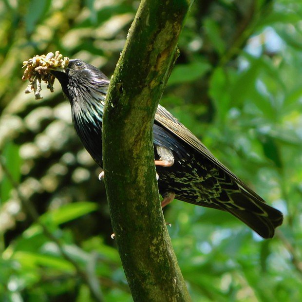 paek obecn (Sturnus vulgaris)