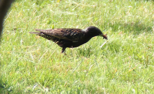 paek obecn (Sturnus vulgaris)