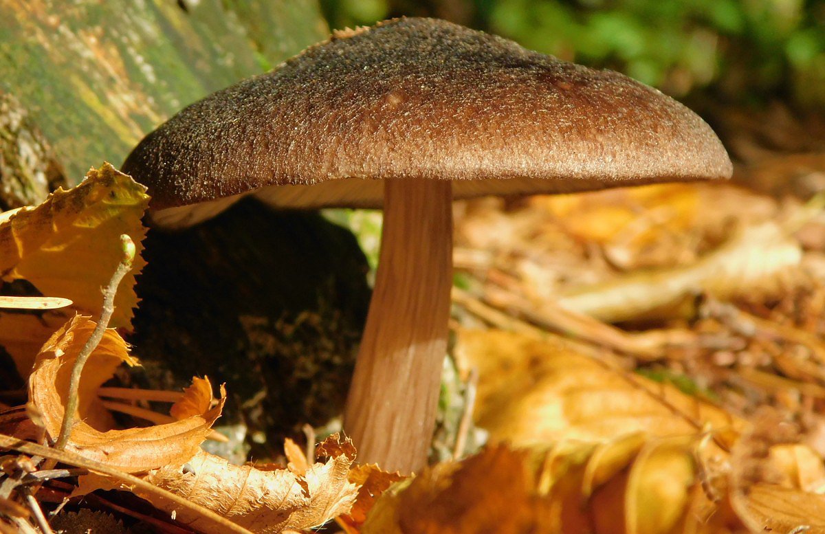 ttovka ernolem (Pluteus atromarginatus)