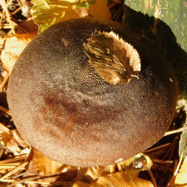 ttovka ernolem (Pluteus atromarginatus)