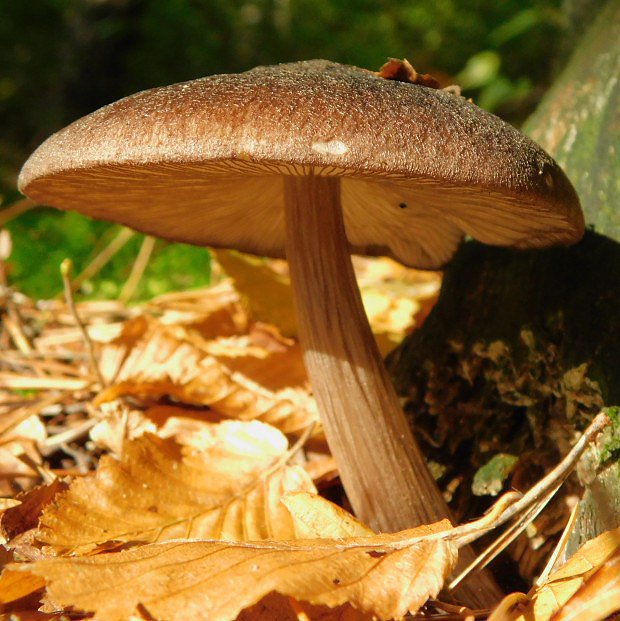 ttovka ernolem (Pluteus atromarginatus)