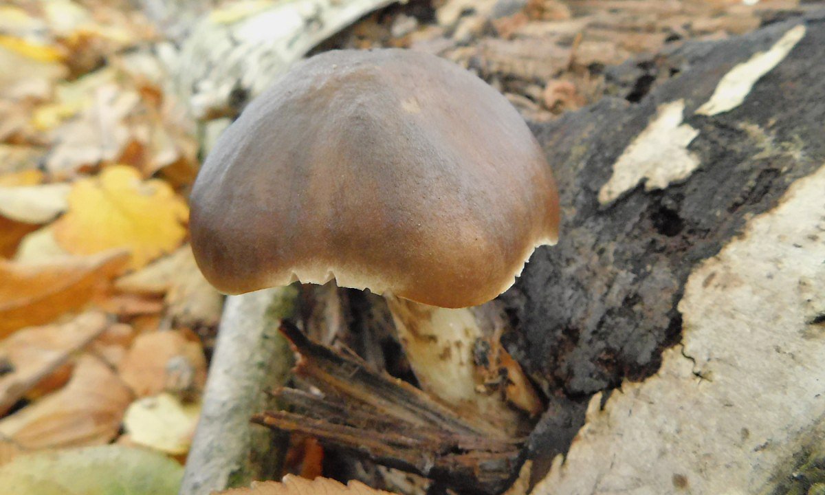 ttovka jelen (Pluteus cervinus)