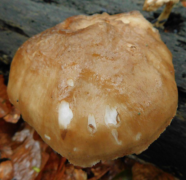 ttovka jelen (Pluteus cervinus)