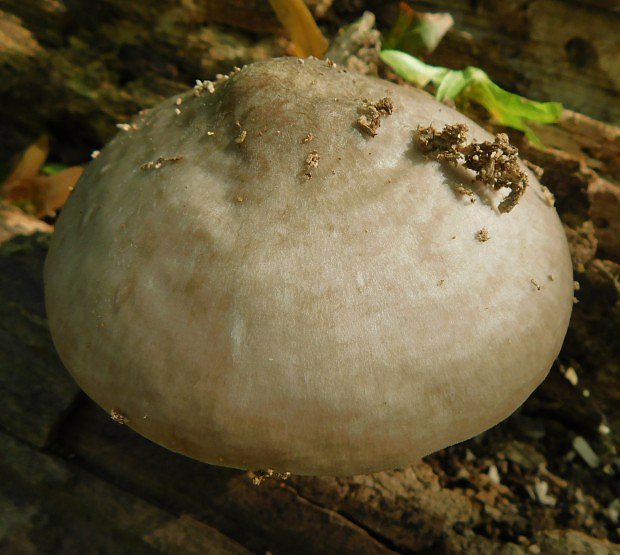 ttovka jelen (Pluteus cervinus)