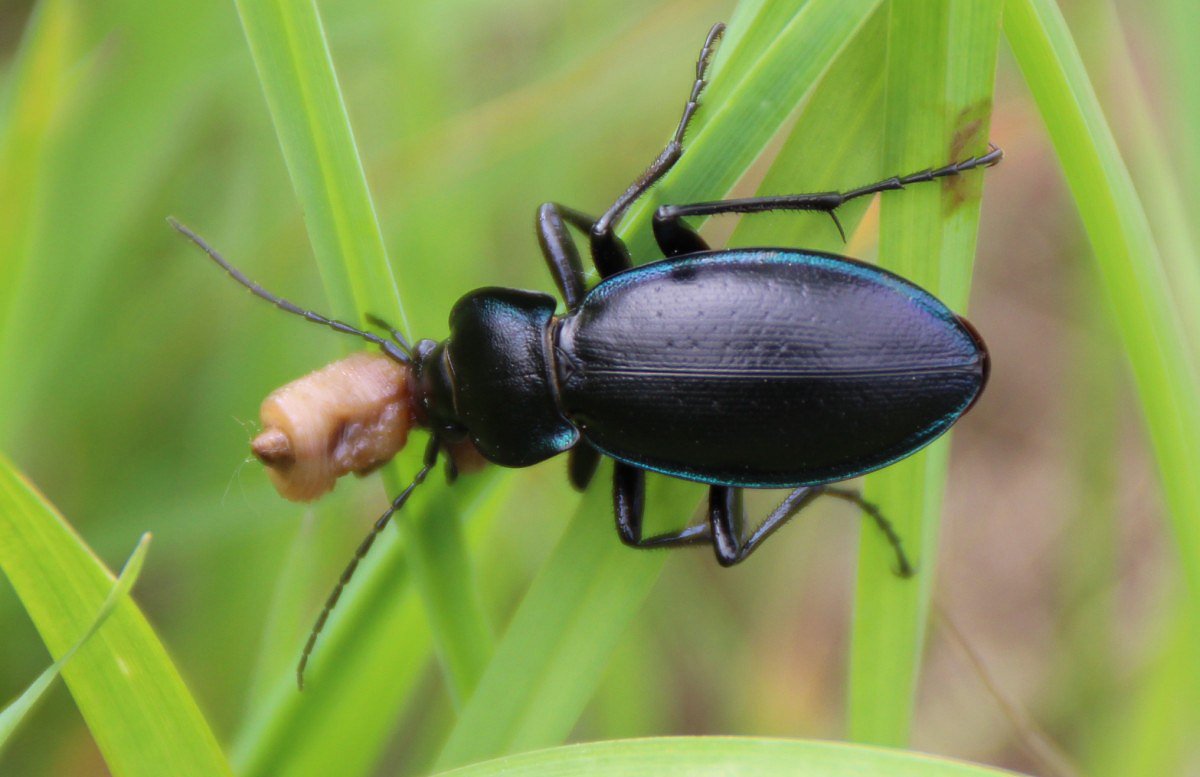 Carabus problematicus