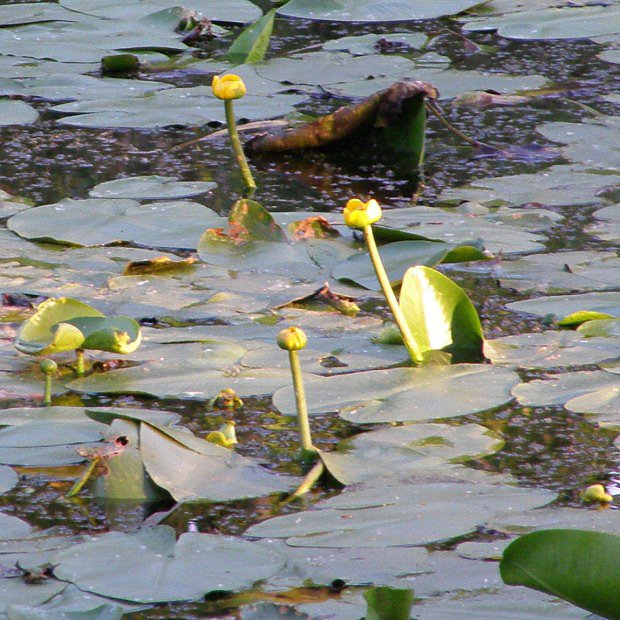 Stulk lut (Nuphar lutea)