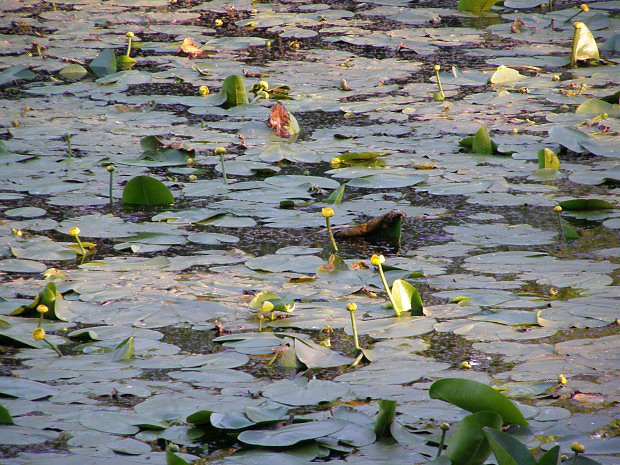 Stulk lut (Nuphar lutea)