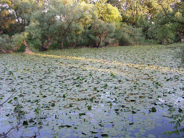 Stulk lut (Nuphar lutea)