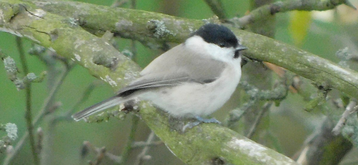 Skora babka (Parus palustris)