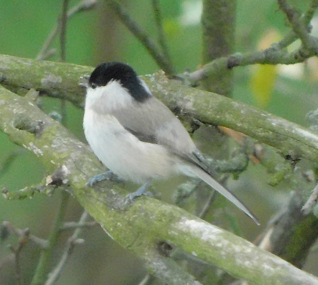 Skora babka (Parus palustris)