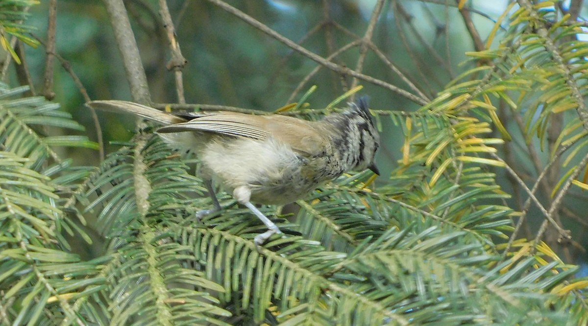 Skora parukka (Parus cristatus)