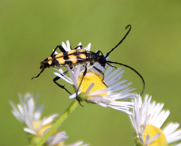 Tesak tverops (Leptura quadrifasciata)