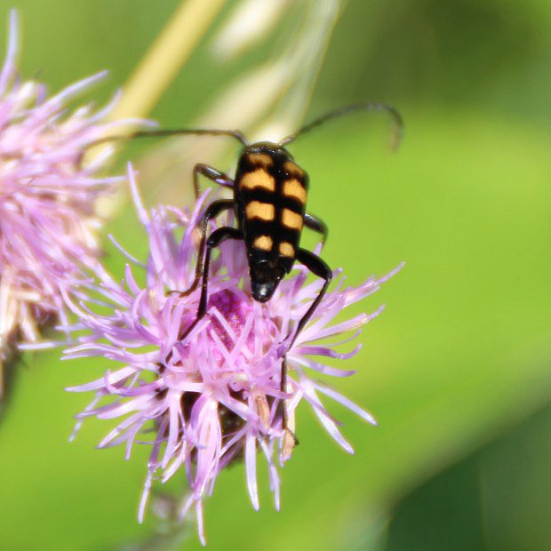 Tesak tverops (Leptura quadrifasciata)