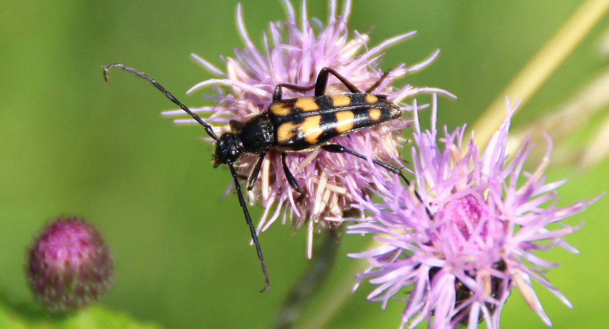 Tesak tverops (Leptura quadrifasciata)