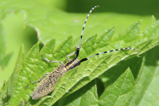 Tesak zkott (Agapanthia villosoviridescens)