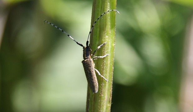 Tesak zkott (Agapanthia villosoviridescens)