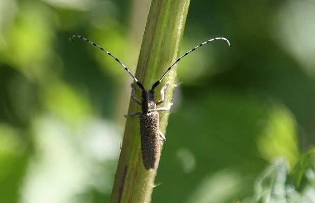 Tesak zkott (Agapanthia villosoviridescens)