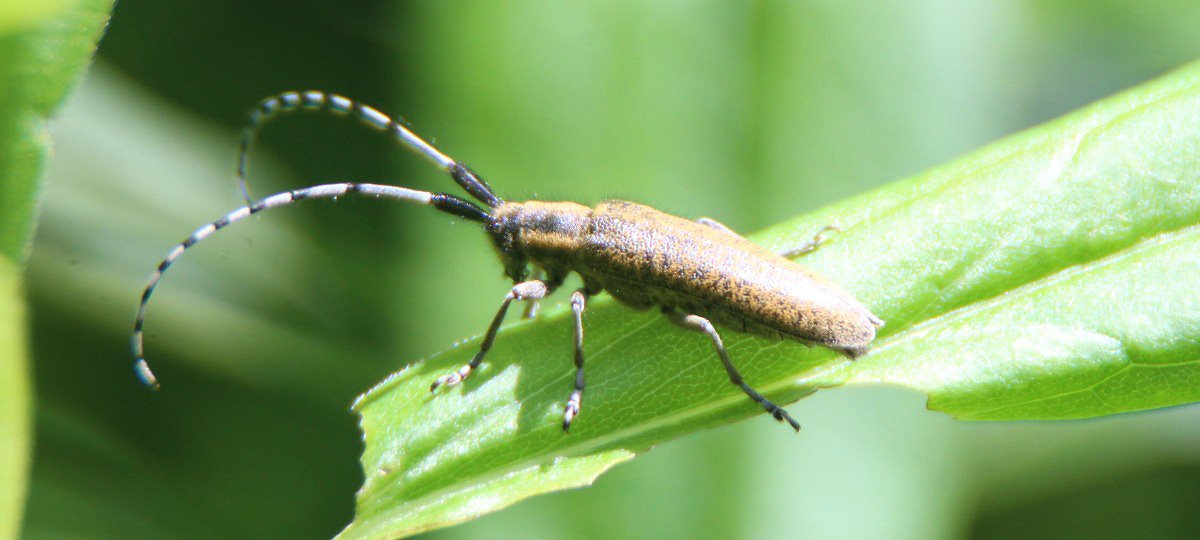 Tesak zkott (Agapanthia villosoviridescens)