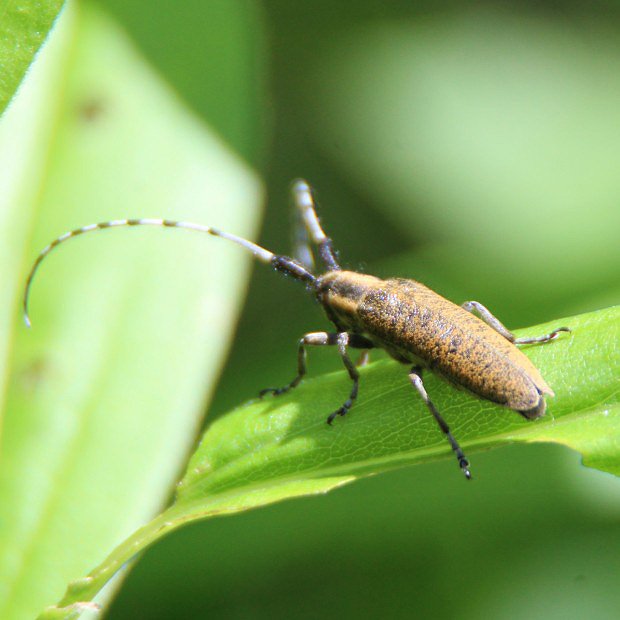 Tesak zkott (Agapanthia villosoviridescens)