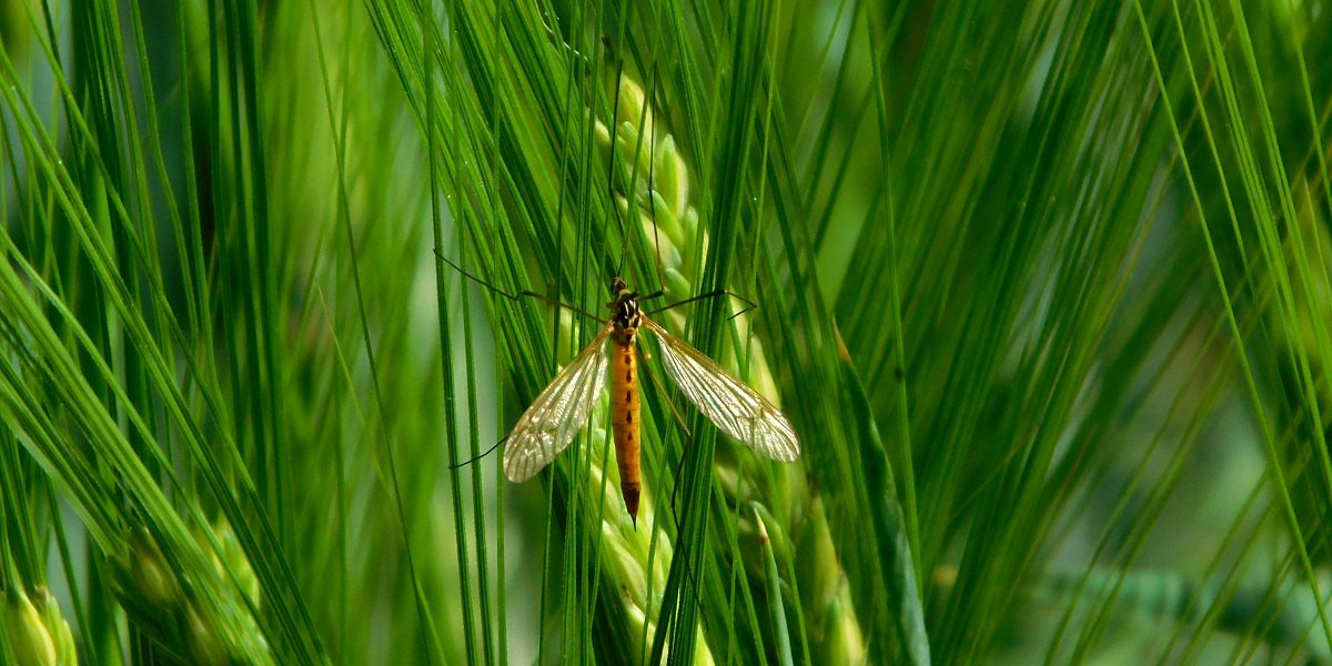 Tiplice skvrnit (Nephrotoma appendiculata)