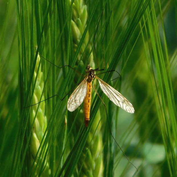 Tiplice skvrnit (Nephrotoma appendiculata)