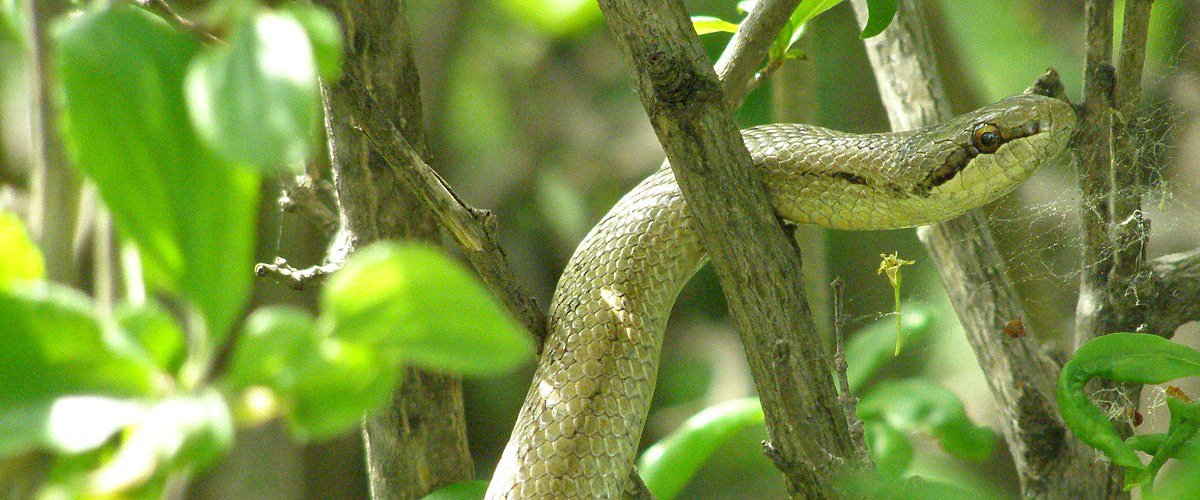 Uovka stromov (Zamenis longissimus)